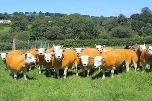 Texel Sheep