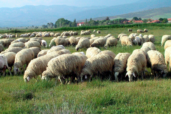 Acipayam Sheep