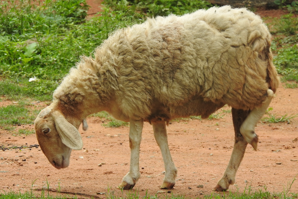 Alai Sheep