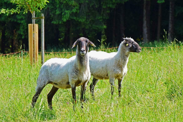 Alpines Steinschaf Sheep