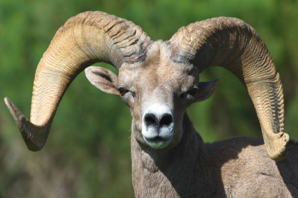 Argali Sheep