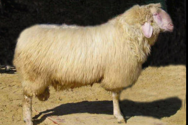 Armenian Semicoarsewool Sheep