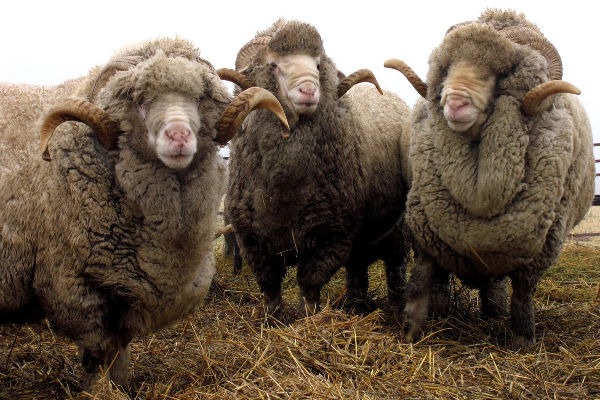 Askanian Sheep
