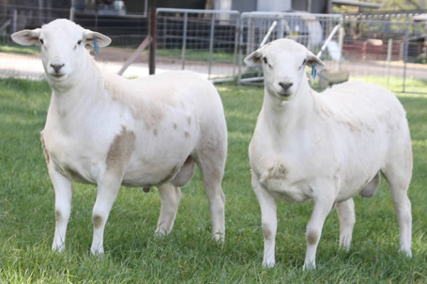 Australian White Sheep