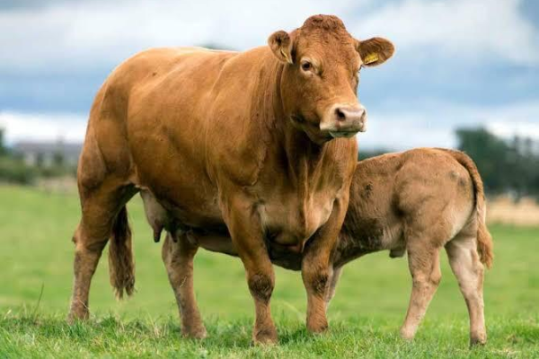 Limousin Cattle
