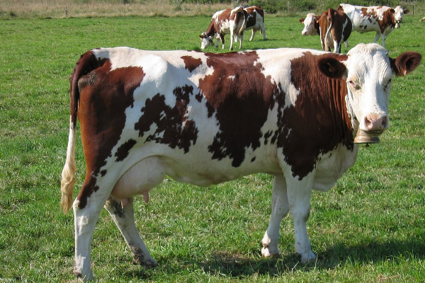 Montbeliard Sığır Irkı