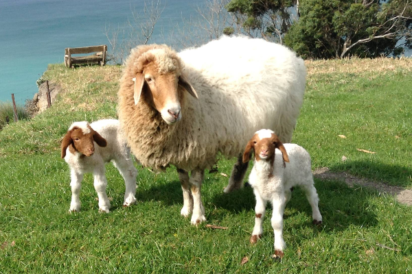 Awassi Sheep