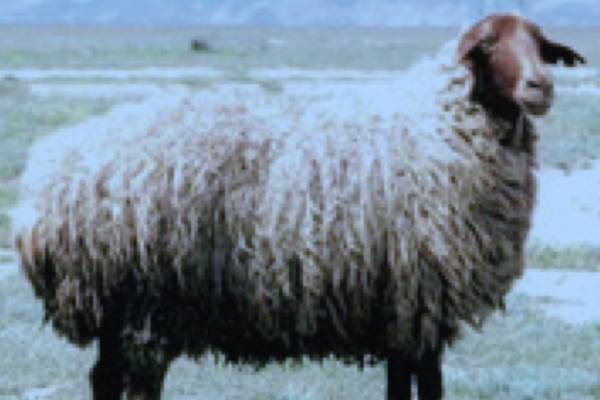 Balbas Sheep