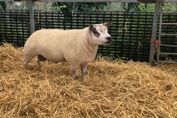 Beltex Sheep