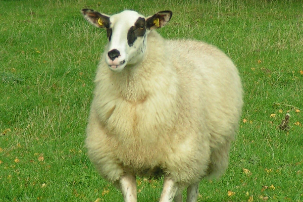 Bentheimer Landschaf Sheep