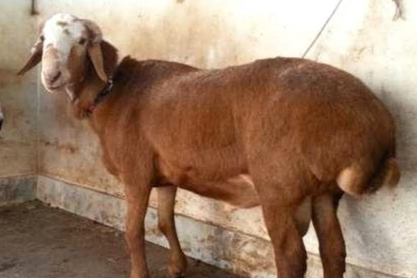 Balkhi Sheep