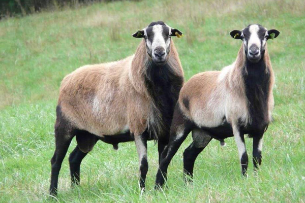 Barbados Blackbelly Sheep