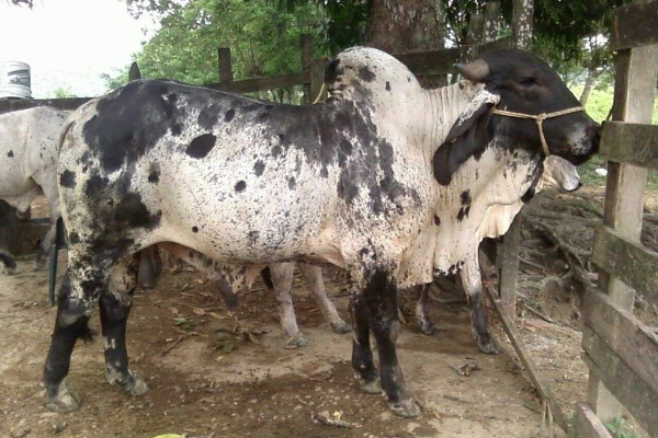 Zebu Sığır Irkı