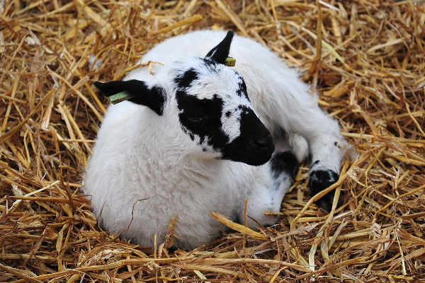 Beulah Speckled Face Sheep