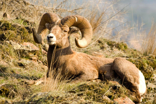 Bighorn Sheep