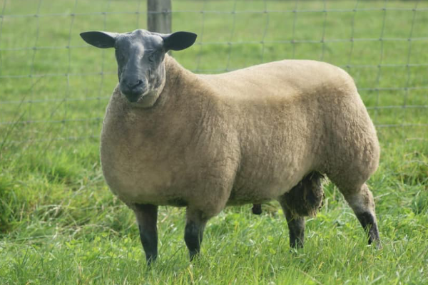 Bleu du Maine Sheep