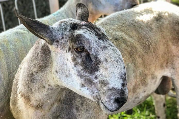 Bluefaced Leicester Sheep