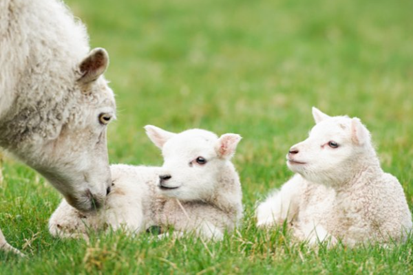 Booroola Sheep
