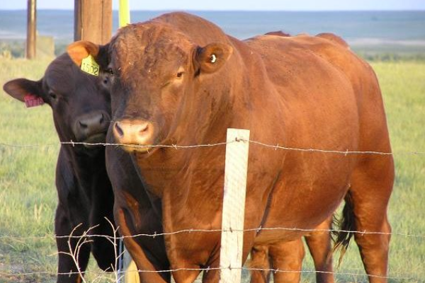 Beefalo Sığır Irkı