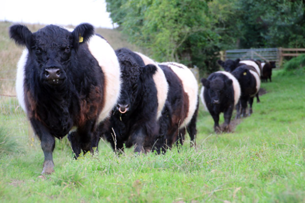 Belted Galloway