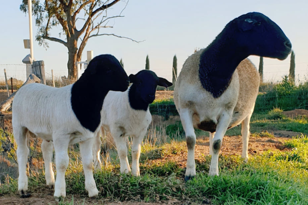 Dorper Sheep