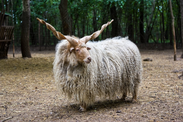 Racka Sheep