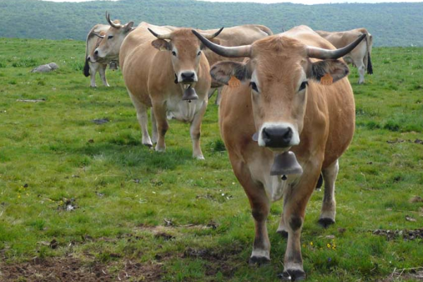 Aubrac Sığır Irkı