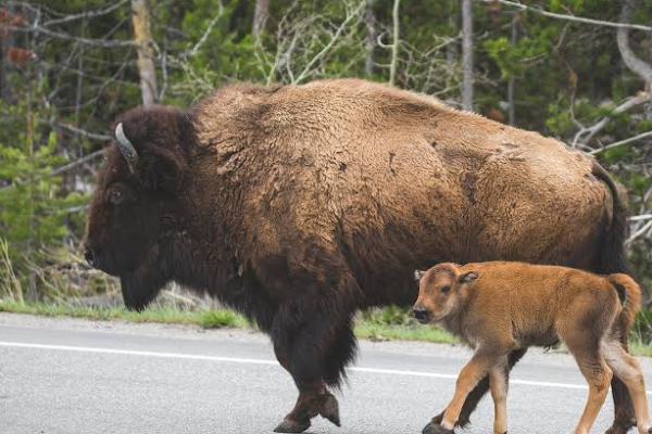 Bison Sığır Irkı