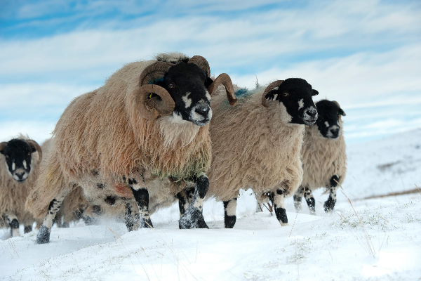 Dalesbred Sheep