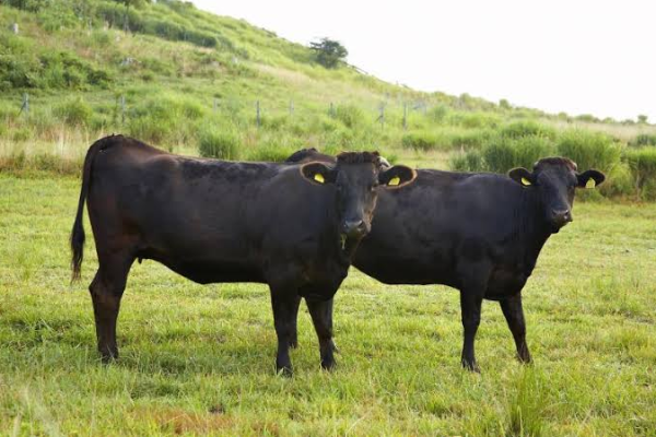 Wagyu Sığır Irkı