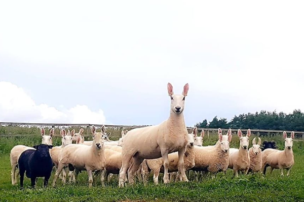 Border Leicester Sheep