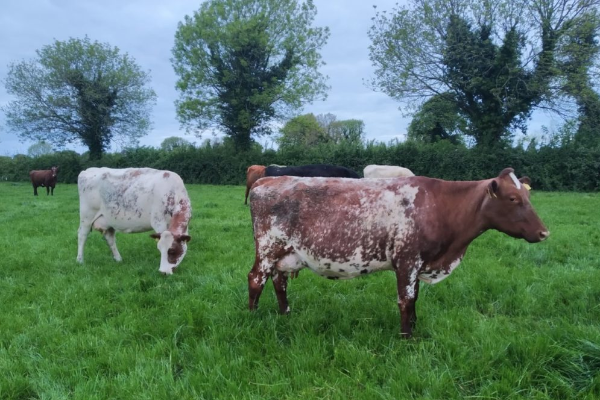 Dairy Shorthorn Sığır Irkı