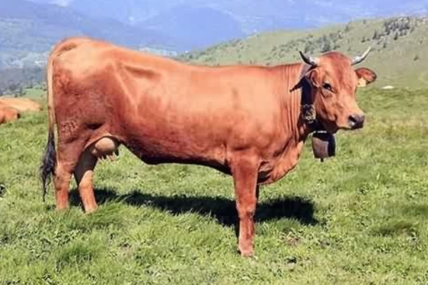 Tarentaise Sığır Irkı