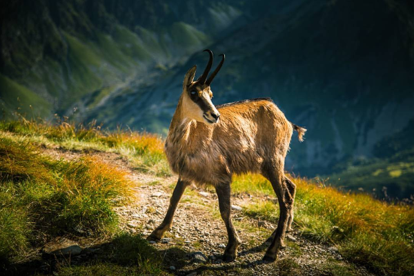 Chamois Coloured keçisi