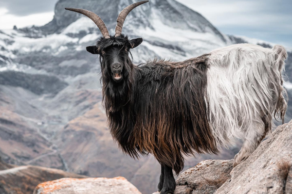 Valais Blackneck keçisi