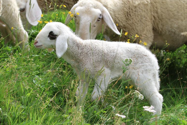 Jezersko–Solčava Sheep