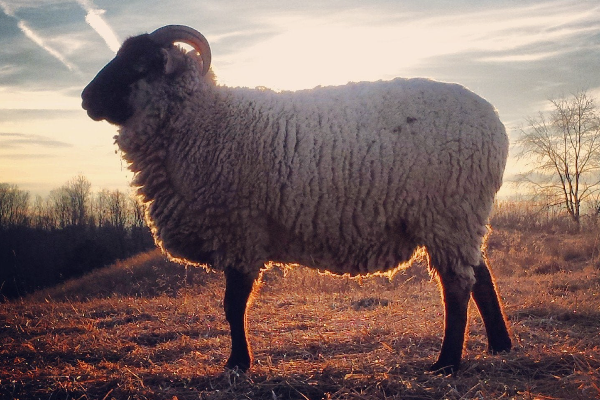 Hog Island Sheep