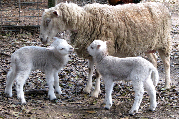 Gulf Coast Sheep