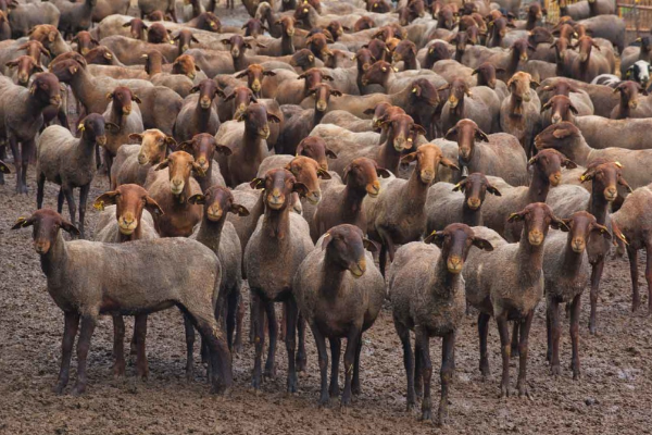 Guirra Sheep