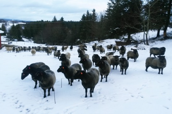 Grey Troender Sheep
