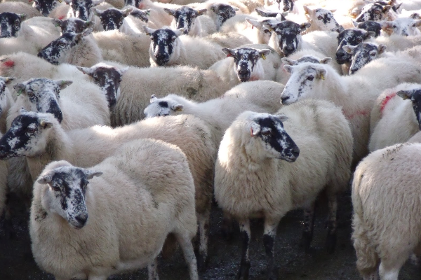 Epynt Hardy Speckled Face Sheep