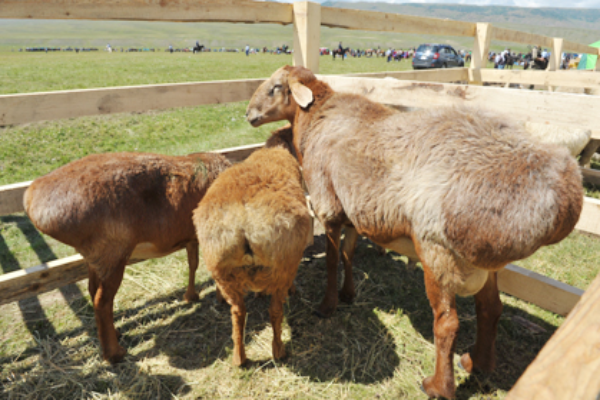 Edilbaev Sheep