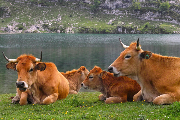 Asturian Valley Sığır Irkı
