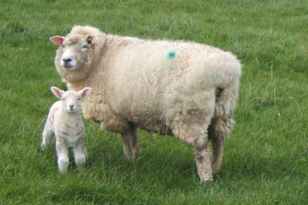 Galway Sheep