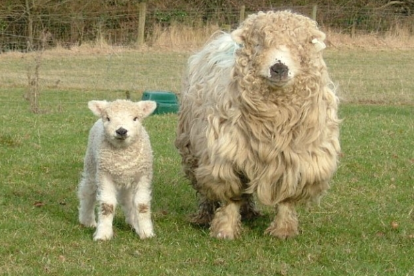 Greyface Dartmoor Sheep