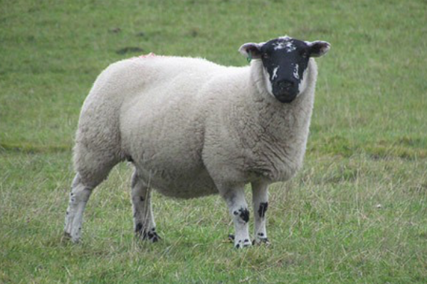 Derbyshire Gritstone Sheep