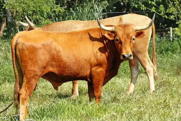 Argentine Criollo Sığır Irkı