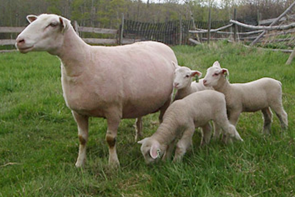 Canadian Arcott Sheep