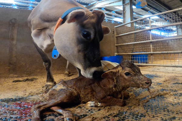 Dairy Cattle Terms