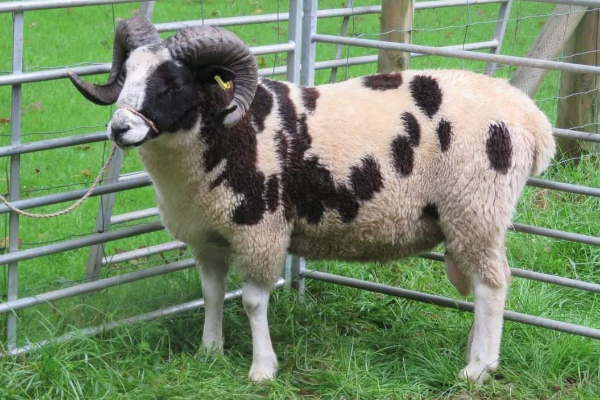 Jacob Sheep